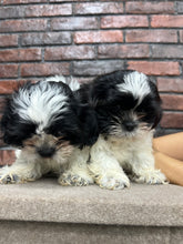 Shih Tzu